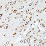 Immunohistochemistry - Anti-RPL7 Antibody (A89107) - Antibodies.com