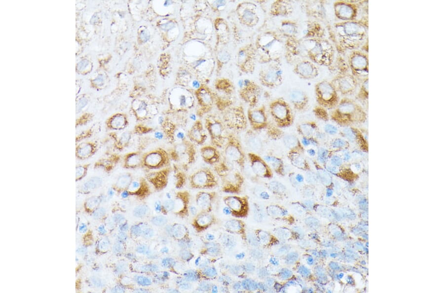 Immunohistochemistry - Anti-RPL7 Antibody (A89107) - Antibodies.com