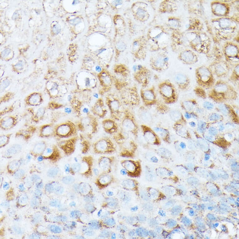 Immunohistochemistry - Anti-RPL7 Antibody (A89107) - Antibodies.com