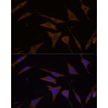 Immunofluorescence - Anti-RPL7 Antibody (A89107) - Antibodies.com