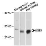 Western Blot - Anti-USE1 Antibody (A13147) - Antibodies.com