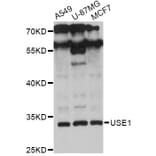 Western Blot - Anti-USE1 Antibody (A13151) - Antibodies.com