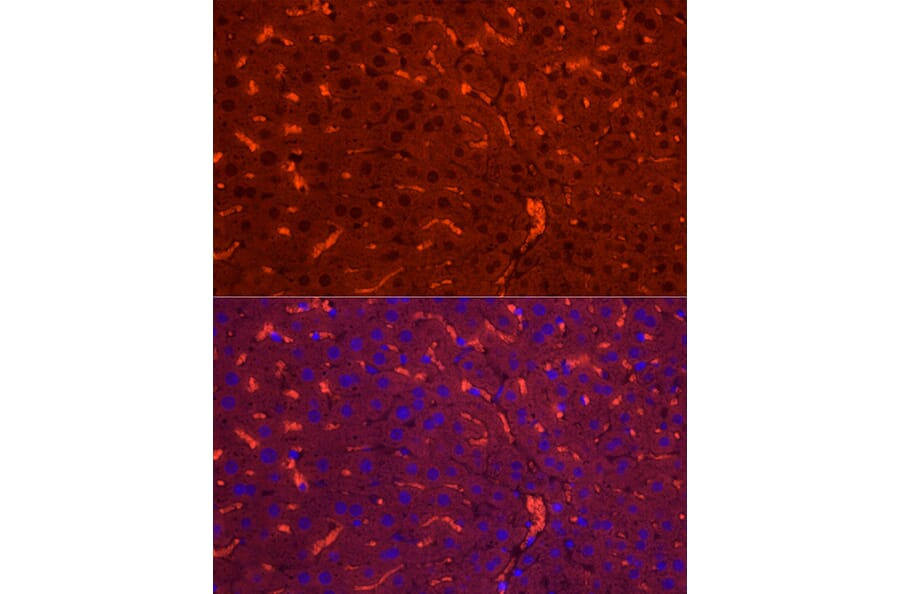 Immunofluorescence - Anti-NNMT Antibody (A89111) - Antibodies.com