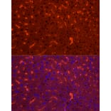 Immunofluorescence - Anti-NNMT Antibody (A89111) - Antibodies.com