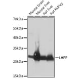 Western Blot - Anti-LHPP Antibody (A89113) - Antibodies.com