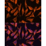 Immunofluorescence - Anti-LHPP Antibody (A89113) - Antibodies.com