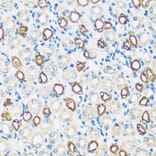 Immunohistochemistry - Anti-Aquaporin 2 Antibody (A89116) - Antibodies.com