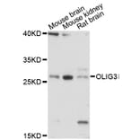 Western Blot - Anti-OLIG3 Antibody (A13715) - Antibodies.com