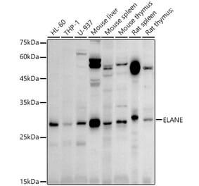 Western Blot - Anti-Neutrophil Elastase Antibody (A89123) - Antibodies.com