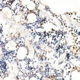 Immunohistochemistry - Anti-Neutrophil Elastase Antibody (A89123) - Antibodies.com