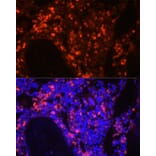 Immunofluorescence - Anti-Neutrophil Elastase Antibody (A89123) - Antibodies.com