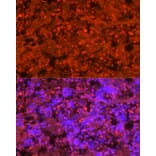 Immunofluorescence - Anti-Neutrophil Elastase Antibody (A89123) - Antibodies.com