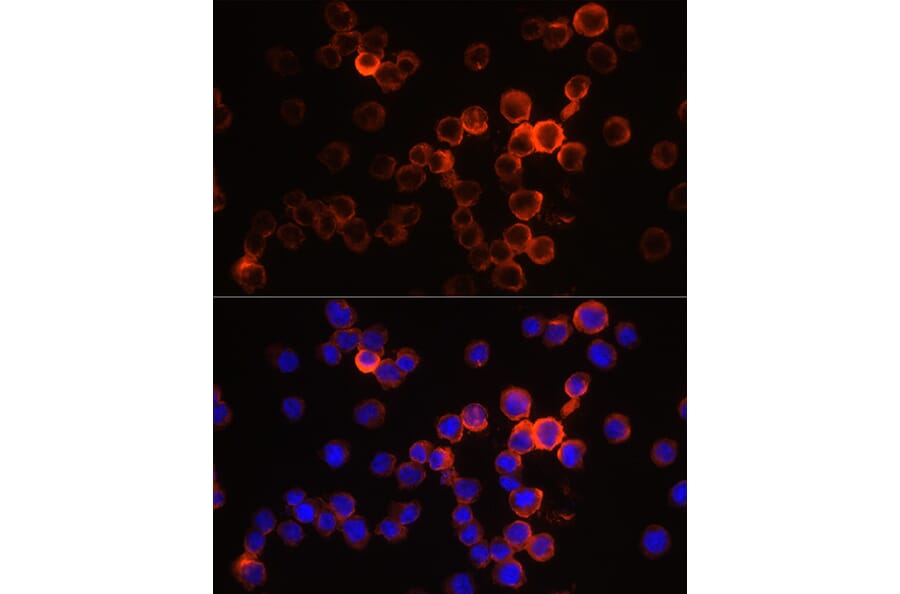 Immunofluorescence - Anti-Neutrophil Elastase Antibody (A89123) - Antibodies.com