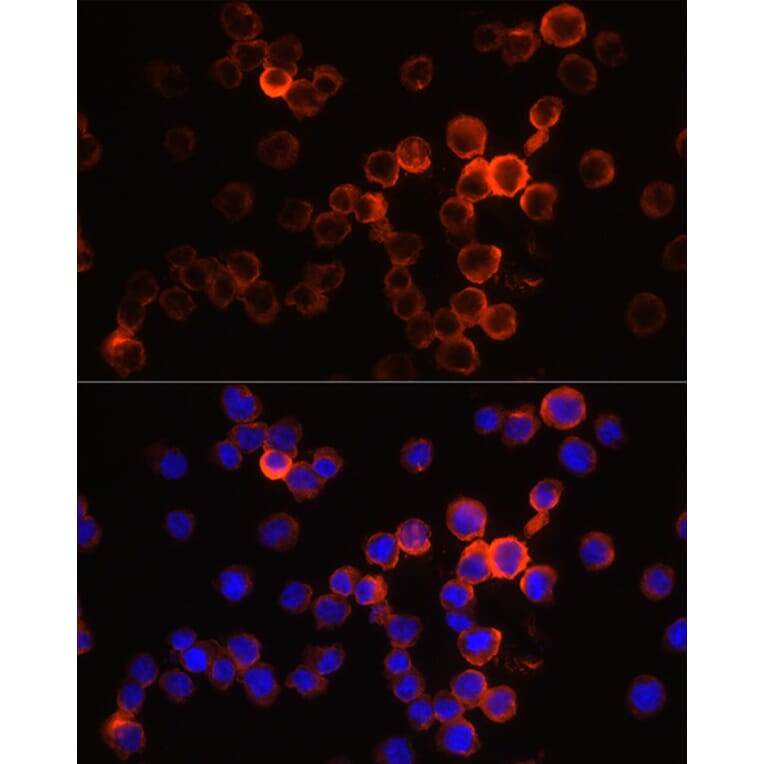 Immunofluorescence - Anti-Neutrophil Elastase Antibody (A89123) - Antibodies.com