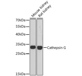 Western Blot - Anti-Cathepsin G Antibody (A89125) - Antibodies.com