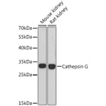 Western Blot - Anti-Cathepsin G Antibody (A89125) - Antibodies.com