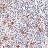 Immunohistochemistry - Anti-Cathepsin G Antibody (A89125) - Antibodies.com