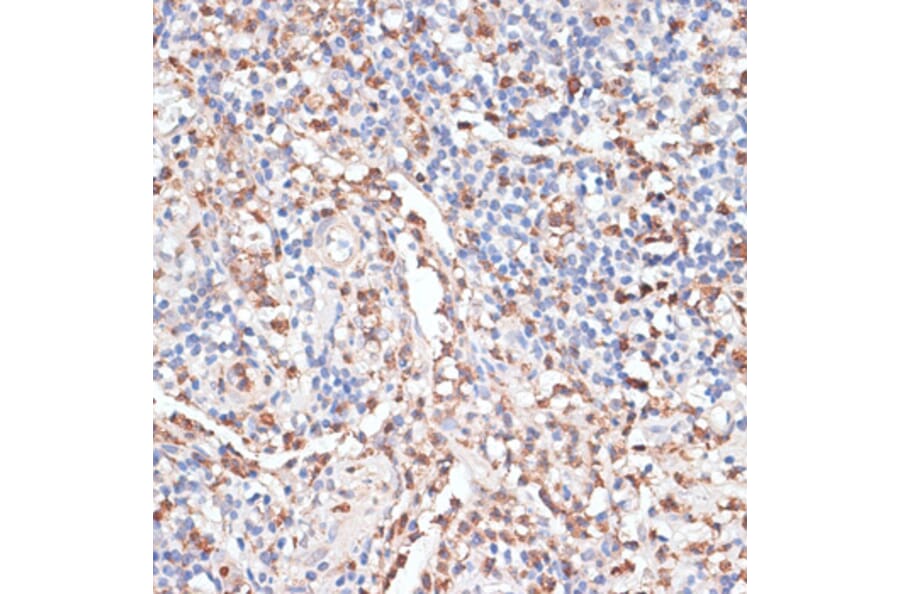 Immunohistochemistry - Anti-Cathepsin G Antibody (A89125) - Antibodies.com
