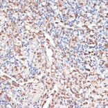 Immunohistochemistry - Anti-Cathepsin G Antibody (A89125) - Antibodies.com