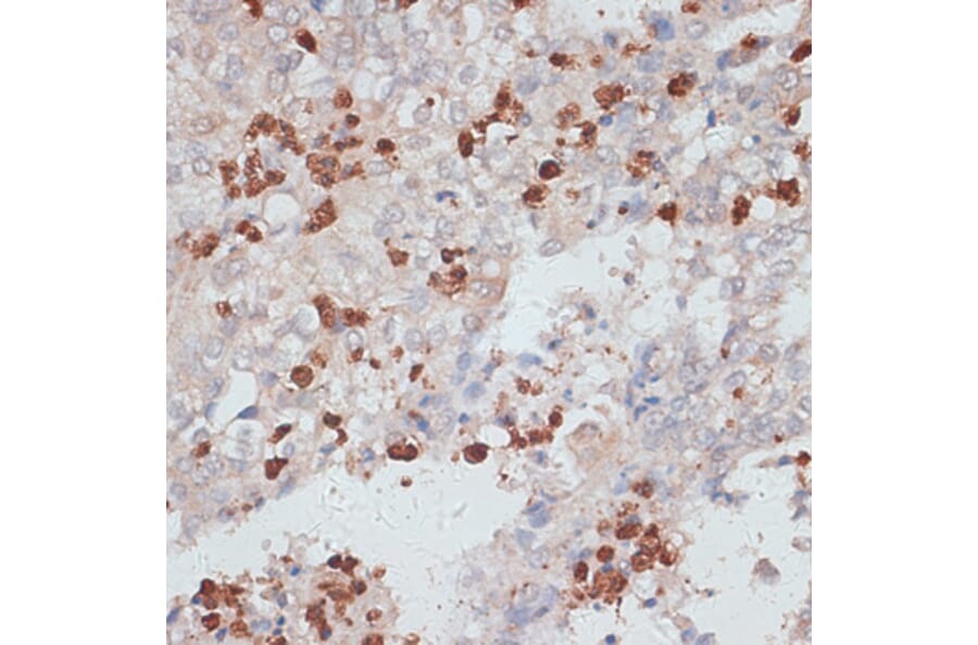 Immunohistochemistry - Anti-Cathepsin G Antibody (A89125) - Antibodies.com