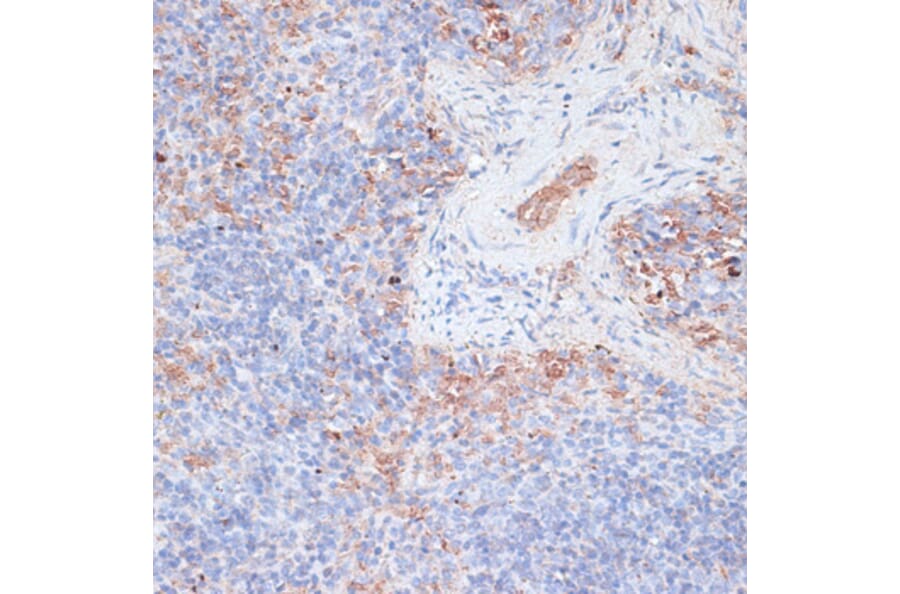 Immunohistochemistry - Anti-Cathepsin G Antibody (A89125) - Antibodies.com