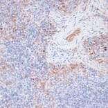 Immunohistochemistry - Anti-Cathepsin G Antibody (A89125) - Antibodies.com