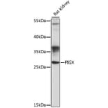 Western Blot - Anti-PIGX Antibody (A89127) - Antibodies.com