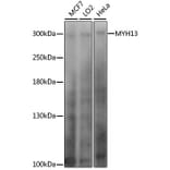 Western Blot - Anti-Myosin 13 Antibody (A89128) - Antibodies.com