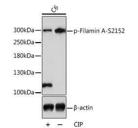 Western Blot - Anti-Filamin A (phospho Ser2152) Antibody (A89129) - Antibodies.com
