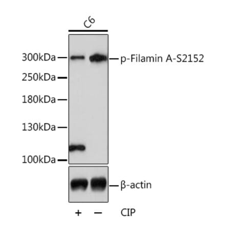 Western Blot - Anti-Filamin A (phospho Ser2152) Antibody (A89129) - Antibodies.com
