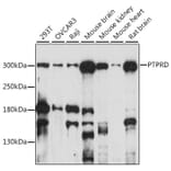 Western Blot - Anti-PTPRD Antibody (A89130) - Antibodies.com