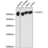Western Blot - Anti-CASC5/KNL1 Antibody (A89132) - Antibodies.com