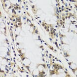 Immunohistochemistry - Anti-CASC5/KNL1 Antibody (A89132) - Antibodies.com