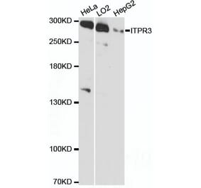 Western Blot - Anti-ITPR3 Antibody (A89133) - Antibodies.com