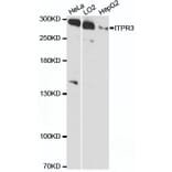 Western Blot - Anti-ITPR3 Antibody (A89133) - Antibodies.com