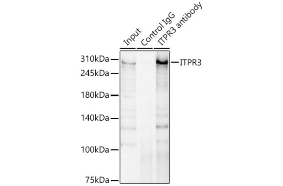 Western Blot - Anti-ITPR3 Antibody (A89133) - Antibodies.com