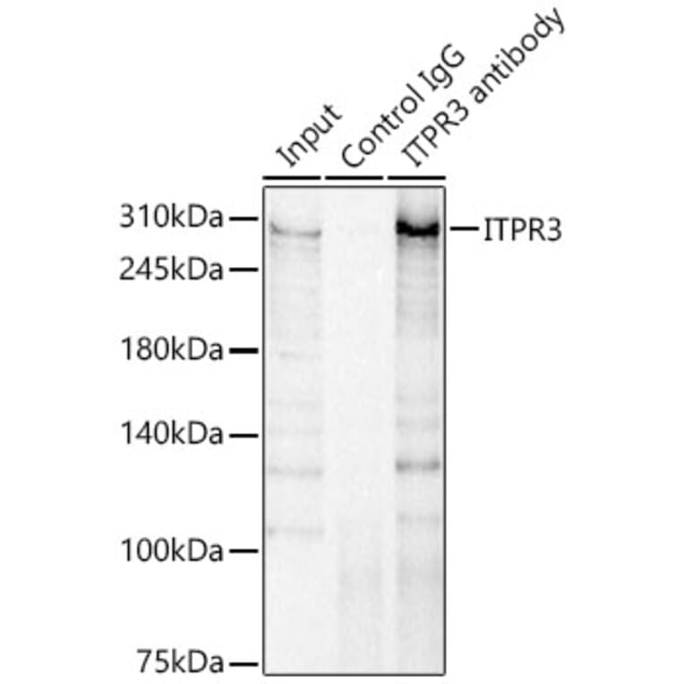 Western Blot - Anti-ITPR3 Antibody (A89133) - Antibodies.com