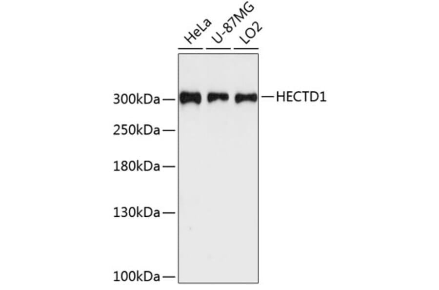 Western Blot - Anti-HECTD1 Antibody (A89134) - Antibodies.com