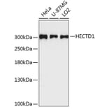Western Blot - Anti-HECTD1 Antibody (A89134) - Antibodies.com