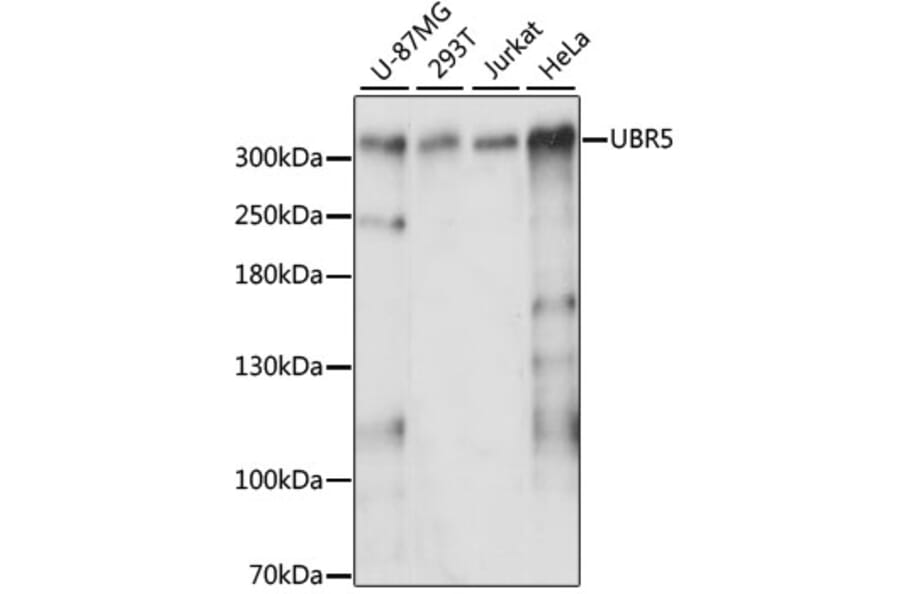 Western Blot - Anti-EDD Antibody (A89135) - Antibodies.com