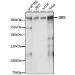 Western Blot - Anti-EDD Antibody (A89135) - Antibodies.com