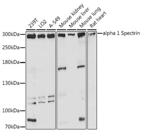 Western Blot - Anti-alpha 1 Spectrin Antibody (A89136) - Antibodies.com