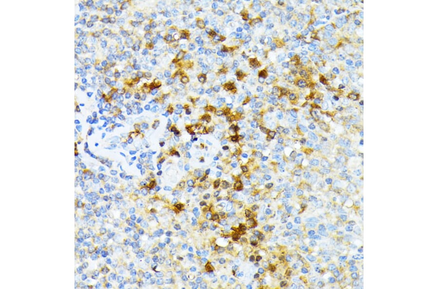 Immunohistochemistry - Anti-alpha 1 Spectrin Antibody (A89136) - Antibodies.com