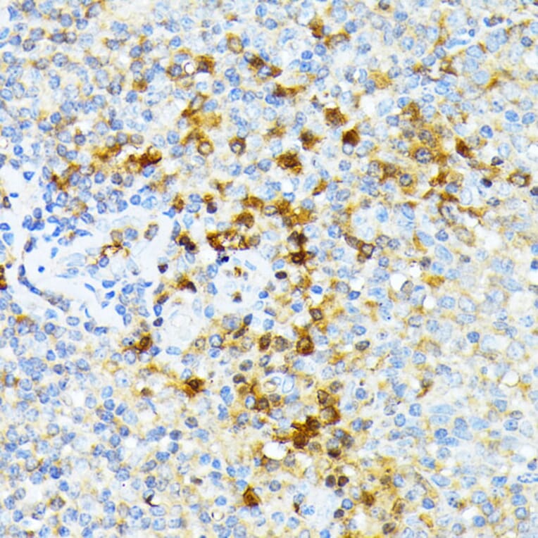 Immunohistochemistry - Anti-alpha 1 Spectrin Antibody (A89136) - Antibodies.com