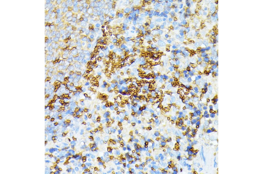 Immunohistochemistry - Anti-alpha 1 Spectrin Antibody (A89136) - Antibodies.com