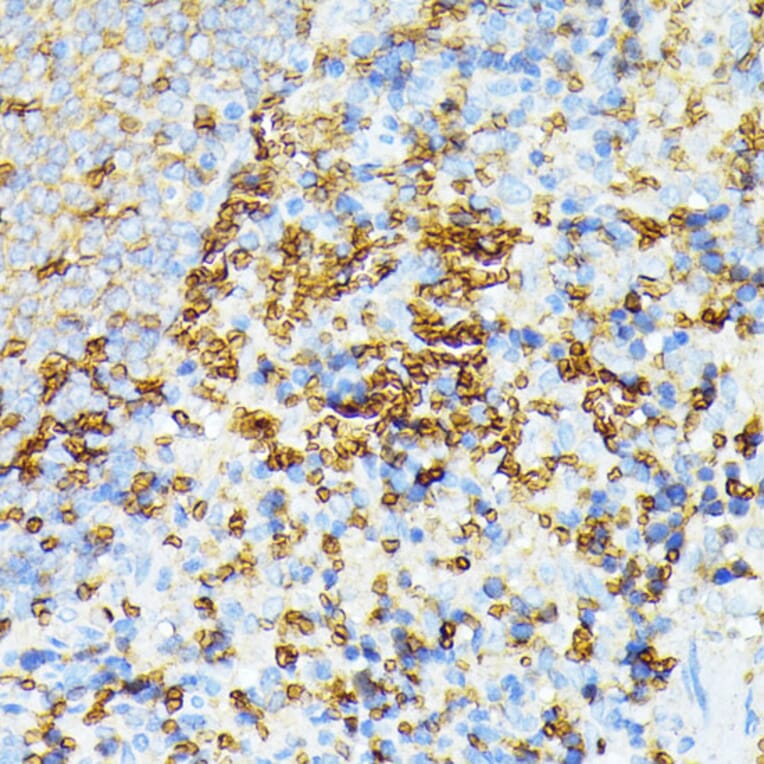 Immunohistochemistry - Anti-alpha 1 Spectrin Antibody (A89136) - Antibodies.com