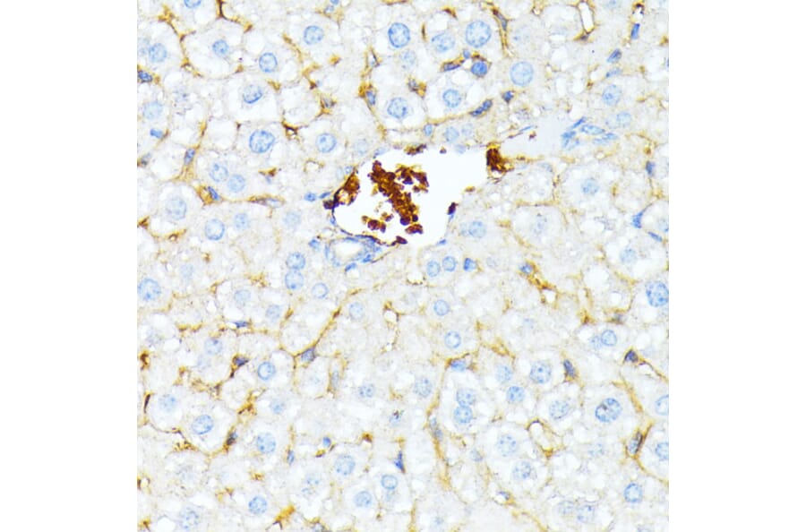 Immunohistochemistry - Anti-alpha 1 Spectrin Antibody (A89136) - Antibodies.com
