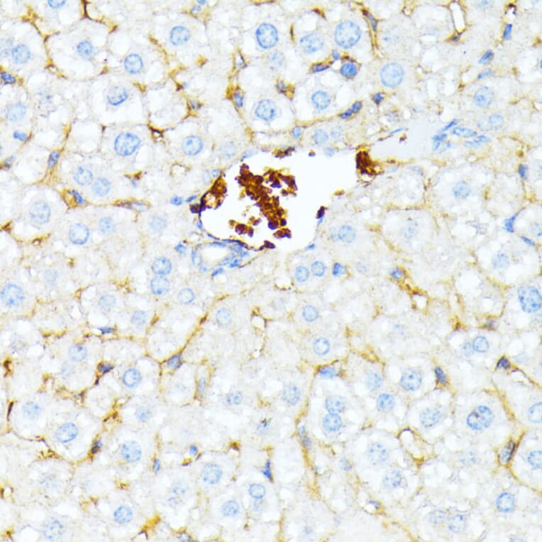 Immunohistochemistry - Anti-alpha 1 Spectrin Antibody (A89136) - Antibodies.com