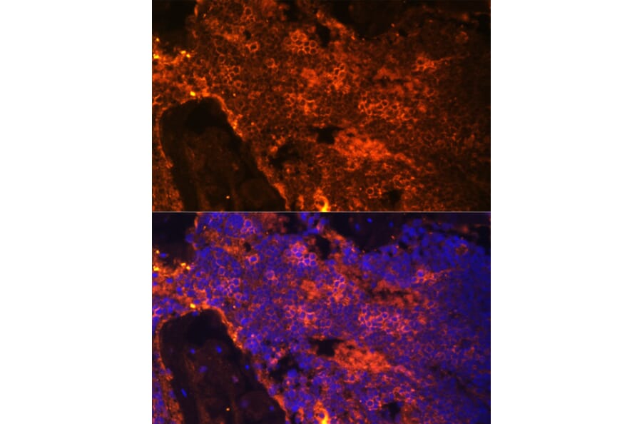 Immunofluorescence - Anti-alpha 1 Spectrin Antibody (A89136) - Antibodies.com