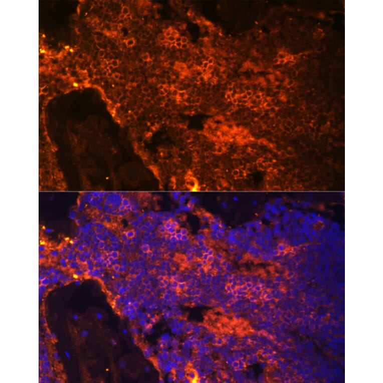 Immunofluorescence - Anti-alpha 1 Spectrin Antibody (A89136) - Antibodies.com